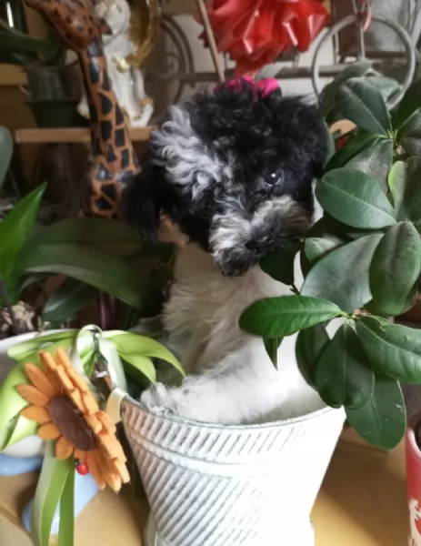 Barboncini teacup maschietti