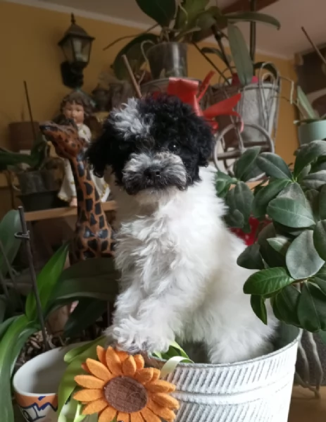 Barboncini teacup maschietti | Foto 2