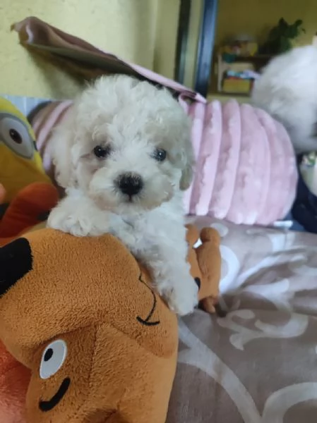 Barboncini teacup maschietti | Foto 1