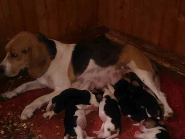 Beagle tricolore cuccioli | Foto 0