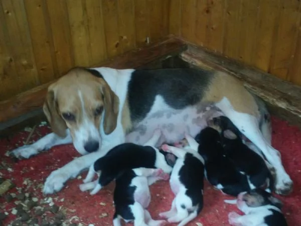 Beagle tricolore cuccioli