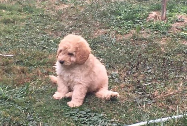 Barboncini toy albicocca | Foto 0