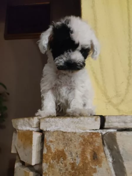 Barboncino da borsetta maschio