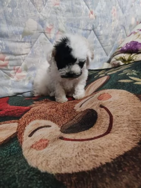 Barboncino da borsetta maschio | Foto 0