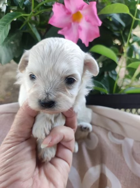 Maltipoo toy cuccioli | Foto 1