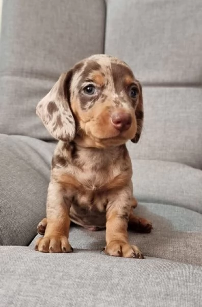 Bassotto nano cuccioli | Foto 1