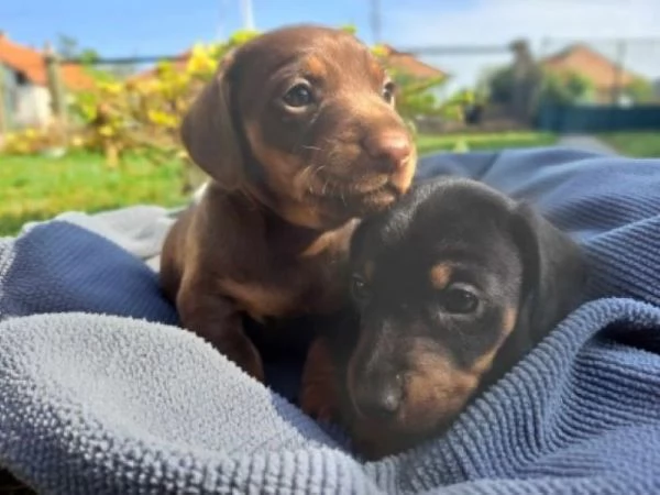 Bassotto nano cuccioli | Foto 0