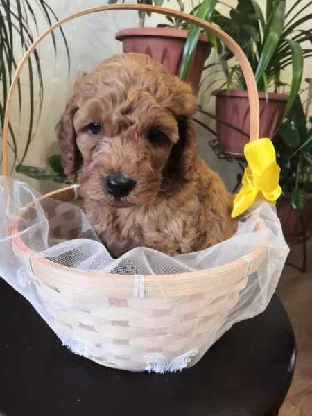 Barboncini limite toy | Foto 2