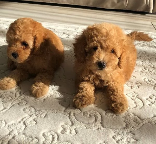 Barboncini limite toy | Foto 1