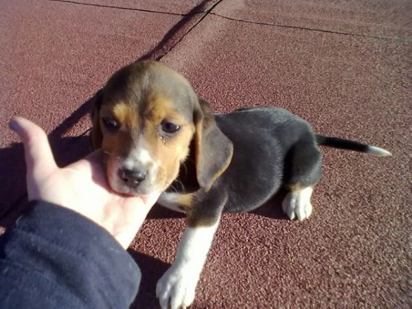 Beagle tricolore cuccioli | Foto 0