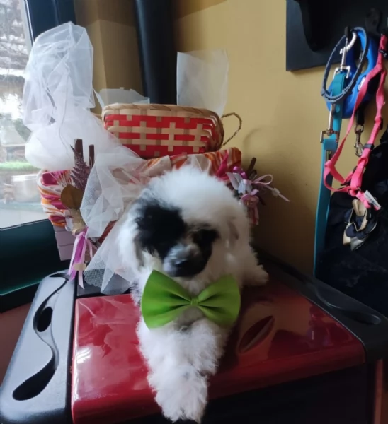 Barboncino teacup da borsetta | Foto 0