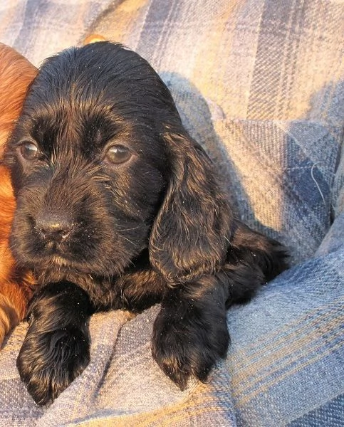 Maschietti Cocker Spaniel nero | Foto 1