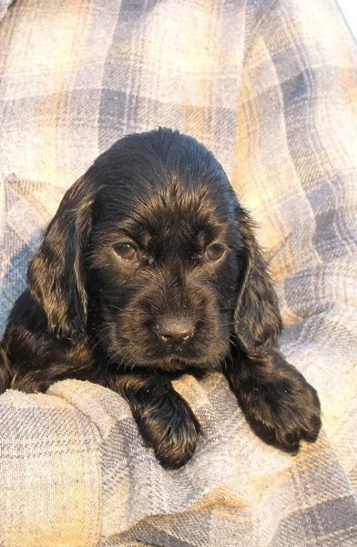 Maschietti Cocker Spaniel nero | Foto 0