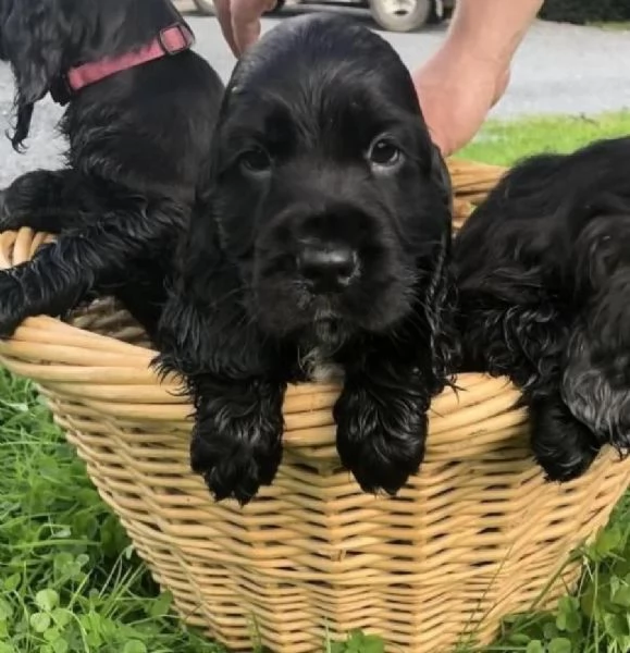 Maschietti Cocker Spaniel nero