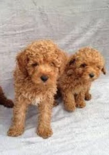 Barboncini nani e toy