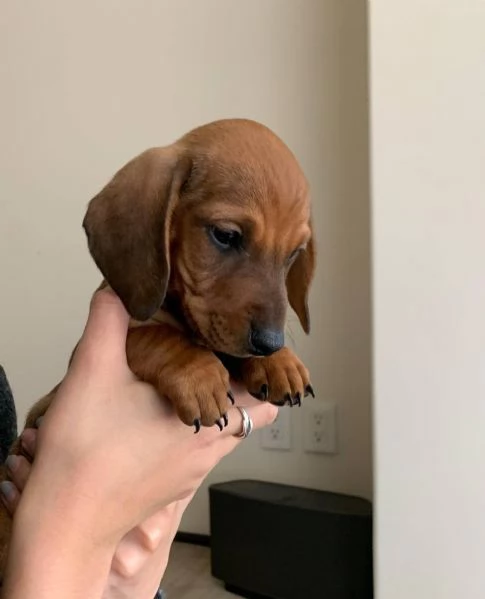 Bassotto nano maschietto fulvo | Foto 1