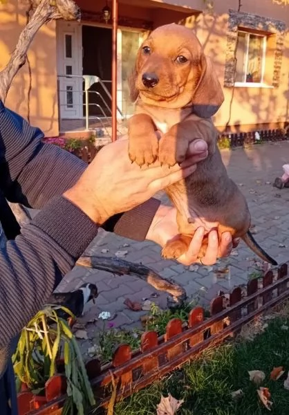 Bassotto nano maschietto fulvo | Foto 0