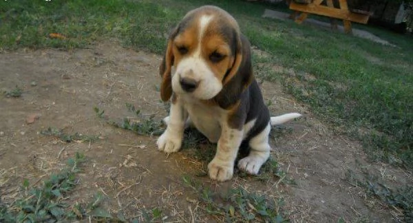 Beagle elisabeth cuccioli | Foto 1