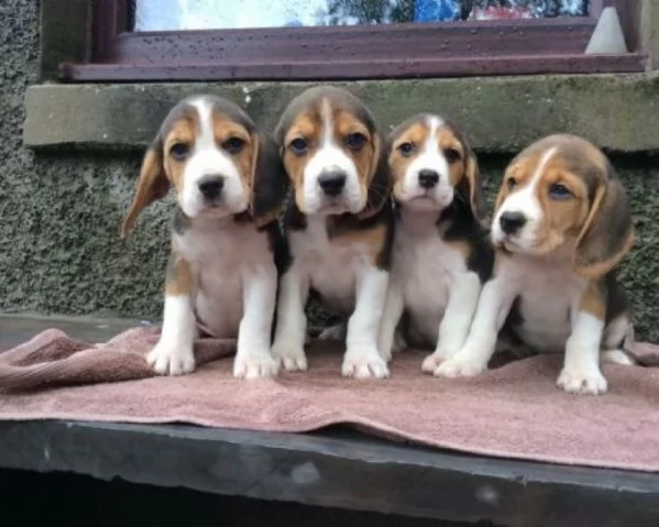 Beagle elisabeth cuccioli