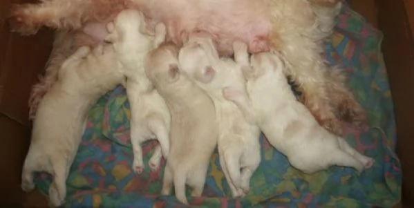 Maltese toy Coreani cuccioli | Foto 0