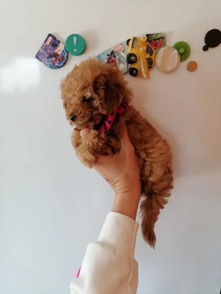 Barboncini mini toy albicocca | Foto 2