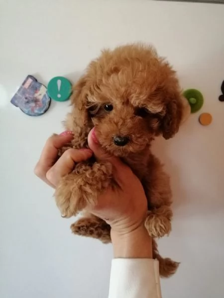 Barboncini mini toy albicocca | Foto 0