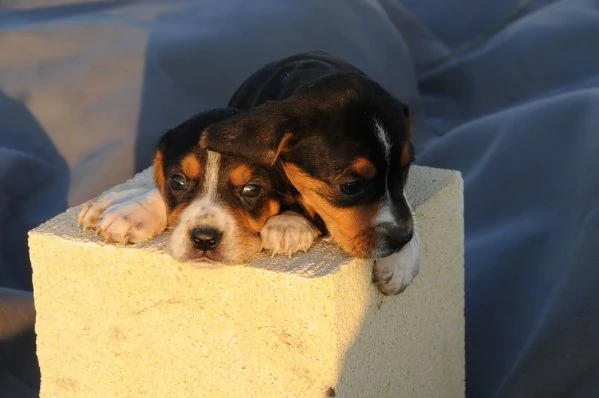 Beagle tricolore cuccioli