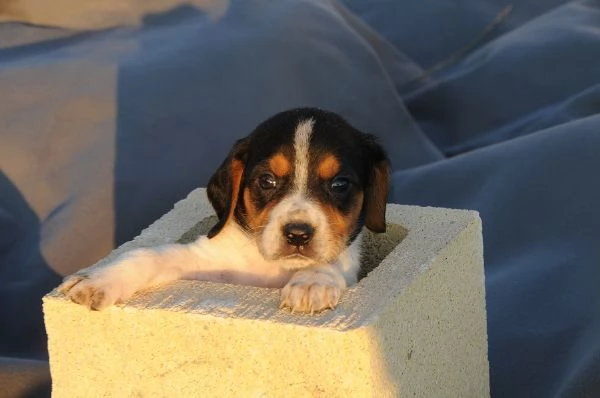 Beagle tricolore cuccioli | Foto 1