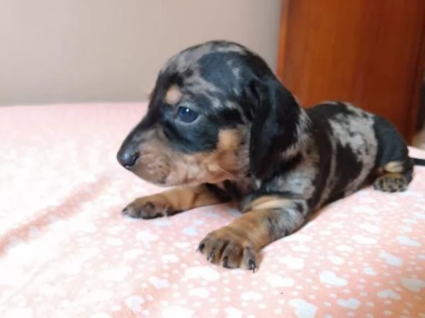 Maschietti Bassotto silver alrecchino | Foto 1