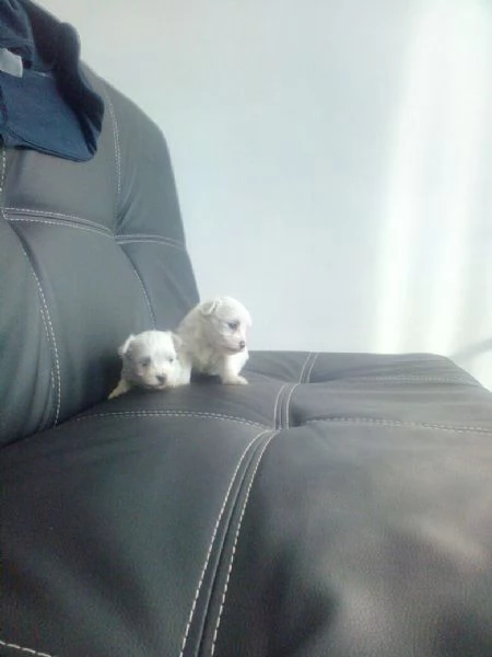 Maltese toy Coreano | Foto 1