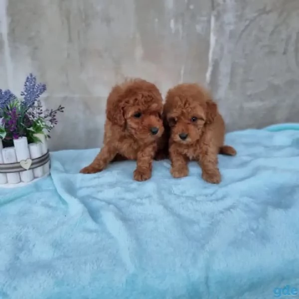 Barboncini mini toy albicocca