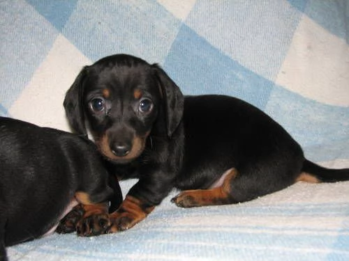 Bassotto nano maschietti | Foto 0