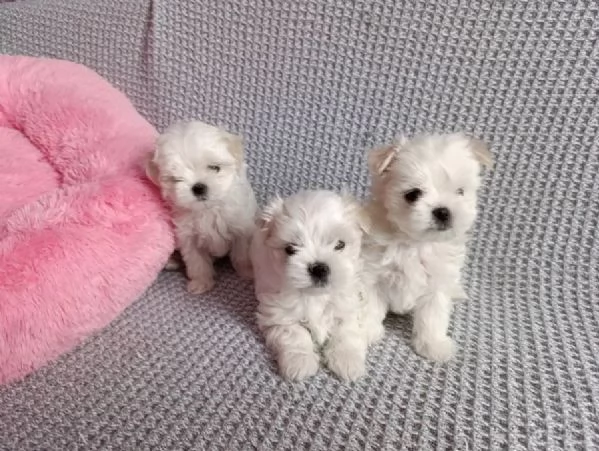 Maltipoo toy cuccioli