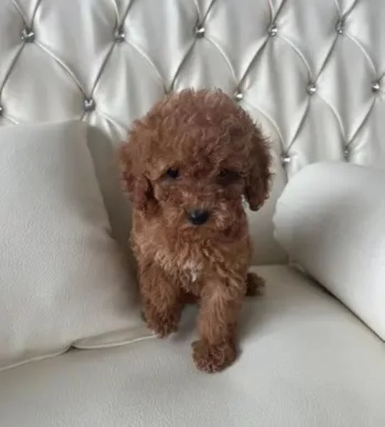 Barboncini mini toy maschietti | Foto 2