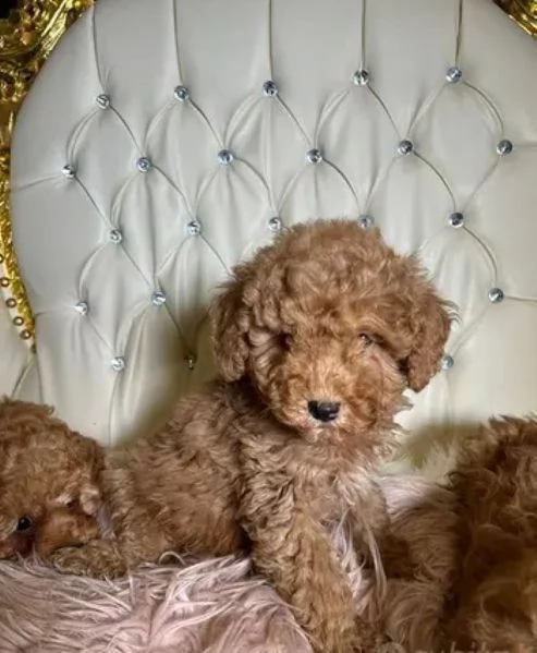 Barboncini mini toy maschietti | Foto 0