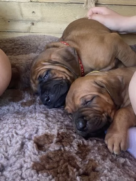 Cucciolata Tosa eccezionale | Foto 6