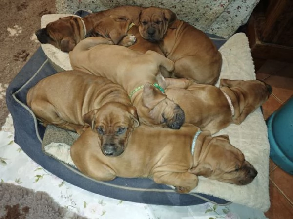Cucciolata Tosa eccezionale | Foto 5