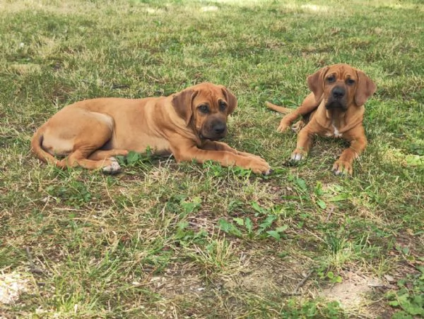 Cucciolata Tosa eccezionale | Foto 5