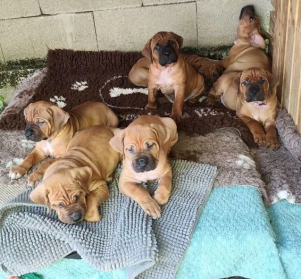 Cucciolata Tosa eccezionale | Foto 0