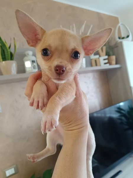 Chihuahua femmina 