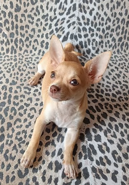 Cucciola chihuahua 