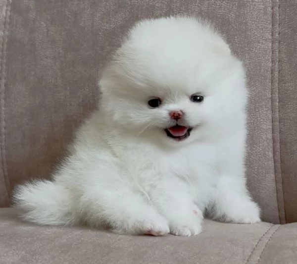 Bellissimi cuccioli maschi e femmine di Toy Volpino Pomerania | Foto 3