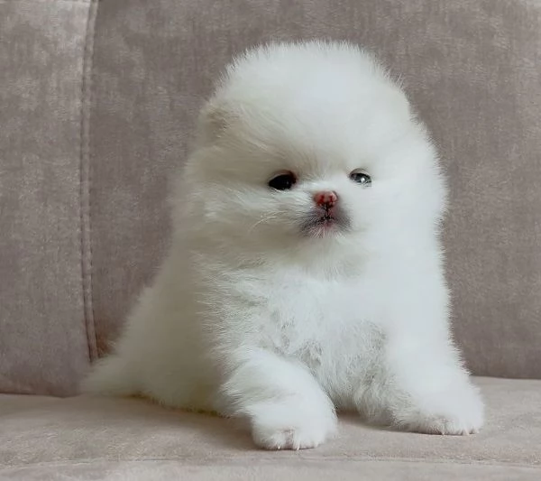 Bellissimi cuccioli maschi e femmine di Toy Volpino Pomerania | Foto 2