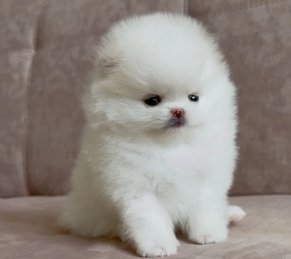 Bellissimi cuccioli maschi e femmine di Toy Volpino Pomerania | Foto 0