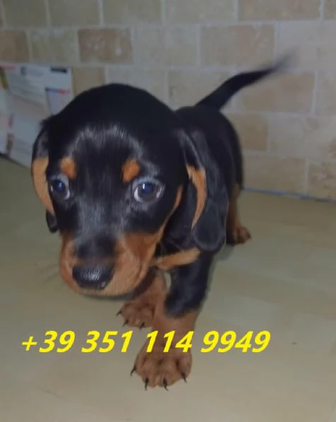 regala cuccioli di bassotto maschi e femmine