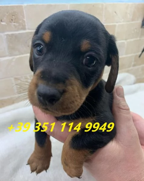 regala cuccioli di bassotto maschi e femmine | Foto 2