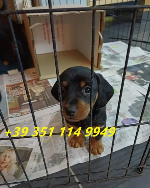 regala cuccioli di bassotto maschi e femmine | Foto 0