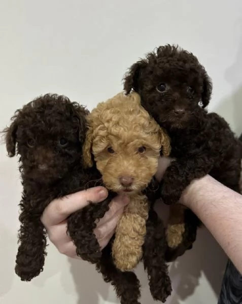 regala cuccioli di barboncino whatsapp hidden | Foto 2
