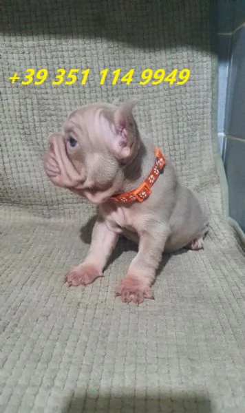regalo cuccioli di bulldog francese maschi e femmine