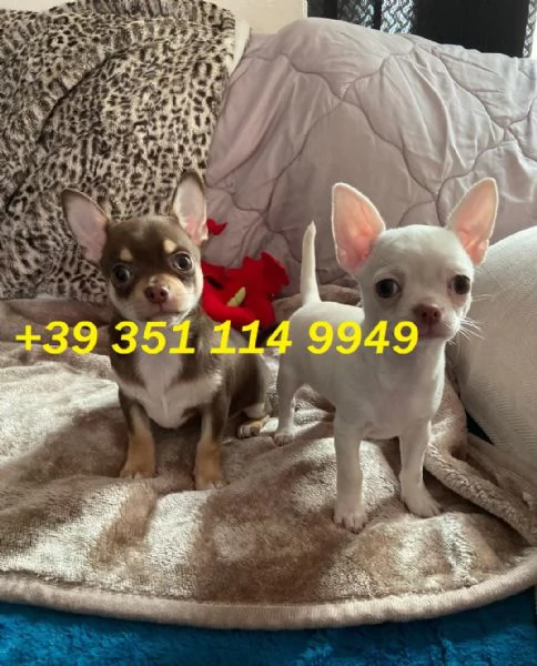 regalo cuccioli di Chihuahua maschi e femmine | Foto 2